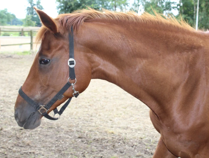 Braunes Pferd mit schwarzen Zügeln auf einem Reiterhof, umgeben von grünen Bäumen im Hintergrund.