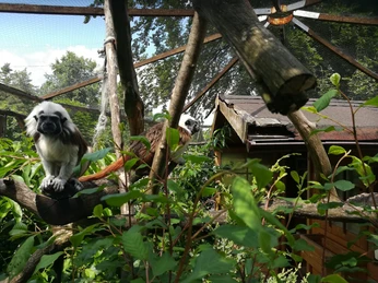 Unsere Lisztäffchen dav