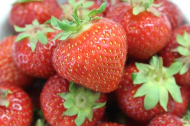 Erdbeeren Frische, reife Erdbeeren mit grünen Blättern, leuchtend rot und saftig, in einer engen Nahaufnahme.