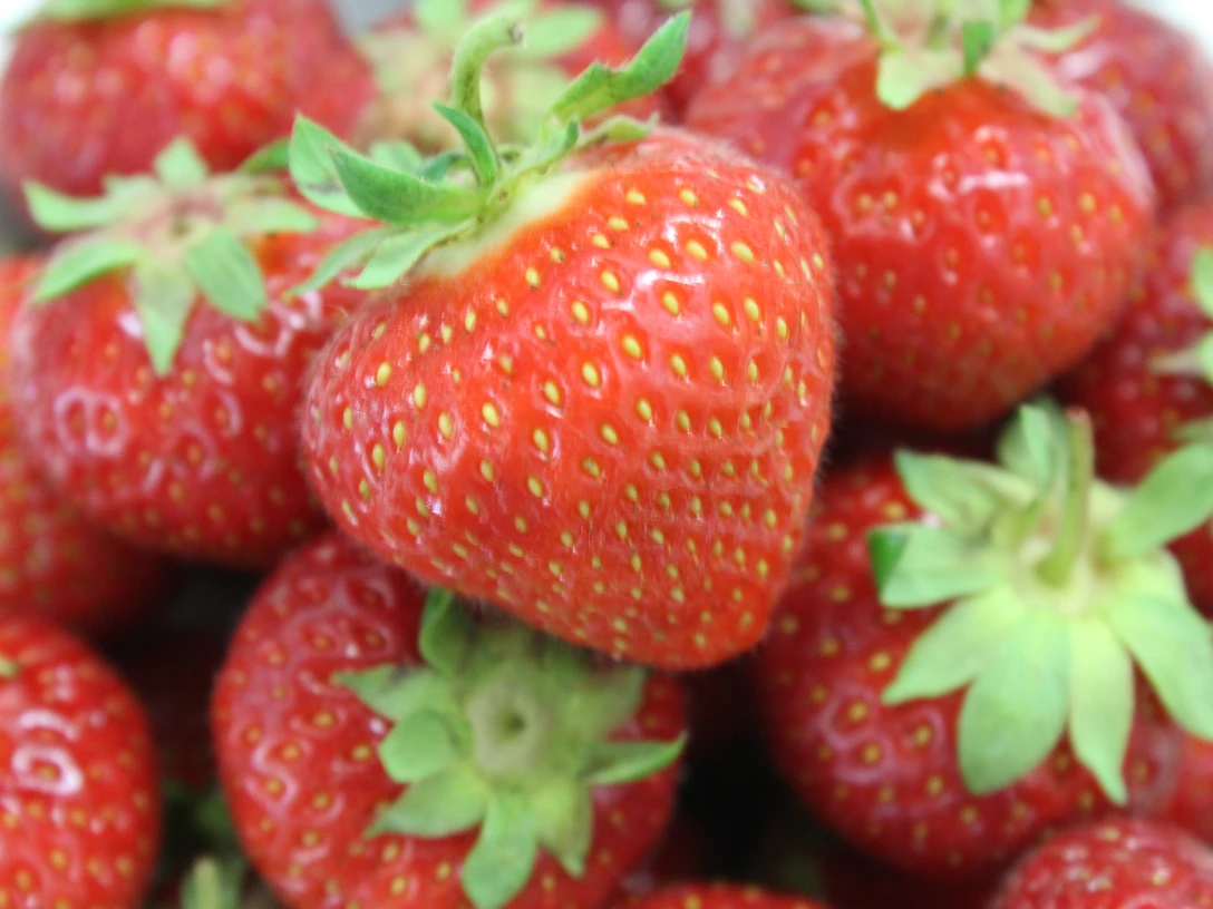 Erdbeeren Frische, reife Erdbeeren mit grünen Blättern, leuchtend rot und saftig, in einer engen Nahaufnahme.