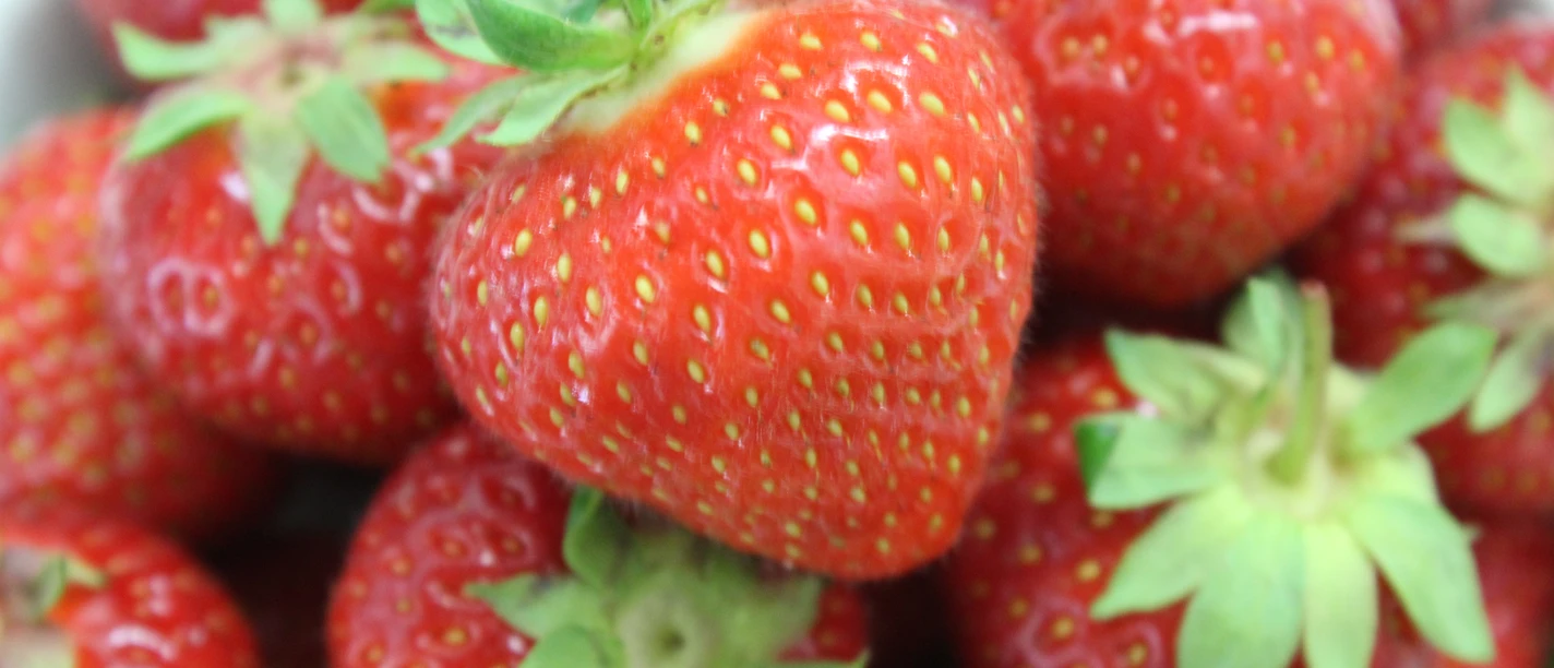 Erdbeeren Frische, reife Erdbeeren mit grünen Blättern, leuchtend rot und saftig, in einer engen Nahaufnahme.