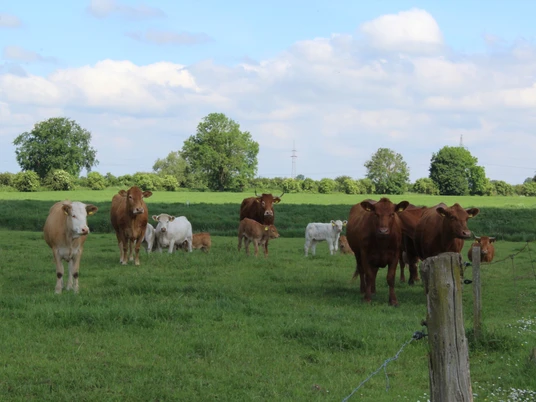 Mehrere Kühe und Kälber stehen auf einer grünen Weide unter einem blauen Himmel mit Wolken.