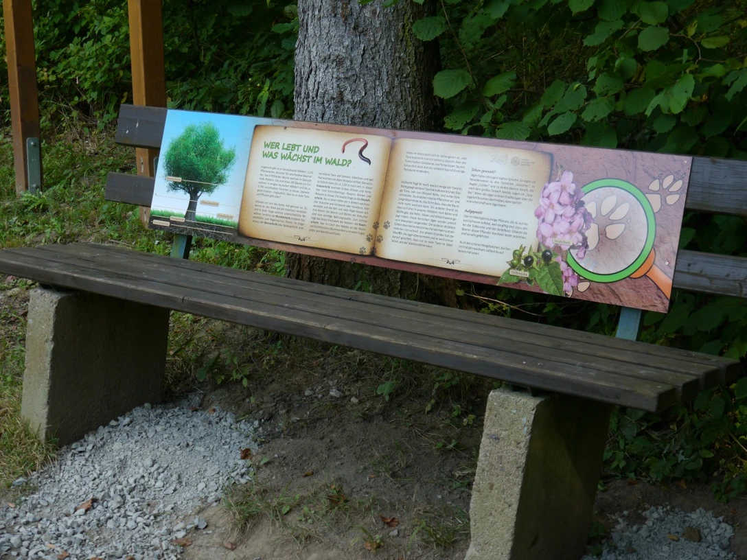Holzbank mit Informationstafel über den Waldwirtschaft, umgeben von Bäumen und Kiesweg.