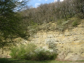 Steinbruch am Nüllberg in Extertal-Laßbruch Steil aufragende Felswand des Steinbruchs am Nüllberg, umgeben von blühender Vegetation, im Frühling.