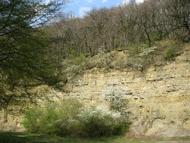 Steinbruch am Nüllberg in Extertal-Laßbruch Steil aufragende Felswand des Steinbruchs am Nüllberg, umgeben von blühender Vegetation, im Frühling.
