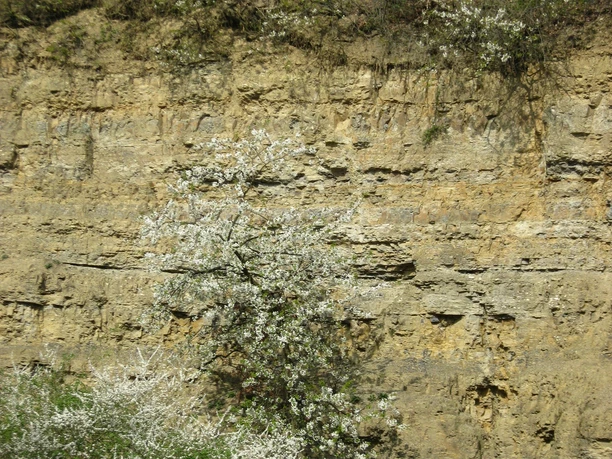Steinbruch am Nüllberg in Extertal-Laßbruch Steinbruch im Extertal mit steiler Felswand, mehreren blühenden Bäumen und grünem Unterwuchs.