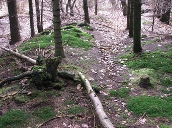 Wegesperre Uekenpohl Bewaldeter Pfad mit umgestürzten Bäumen, weichem Moos und herbstlichem Laub auf dem Weg.