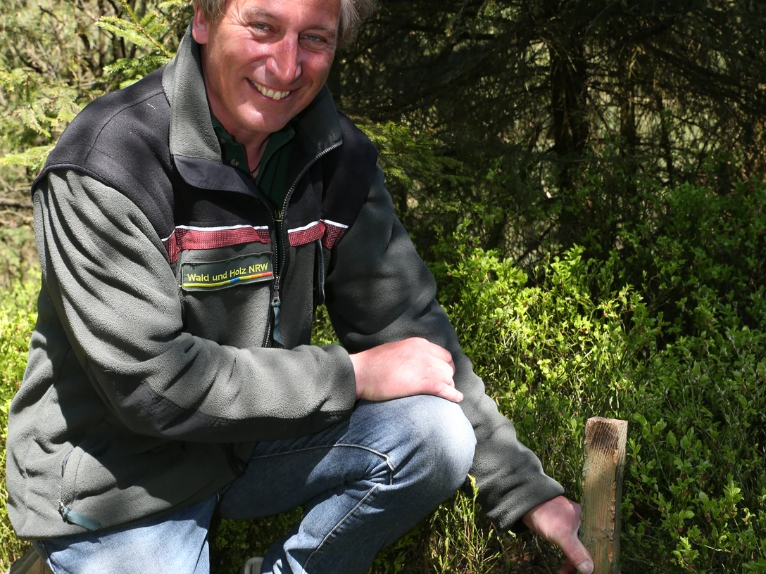 Lockstäbe für Wildkatzennachweis Ein Mann kniet im Wald, lächelt und berührt einen Holzstab, der im grünen Bewuchs steckt.