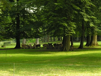Wild im Park Rehe im Wildgehege am Gräflichen Park Bad Driburg.