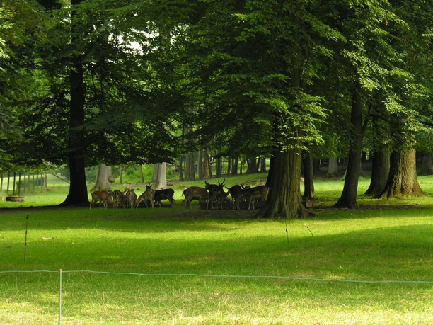 Wild im Park Rehe im Wildgehege am Gräflichen Park Bad Driburg.