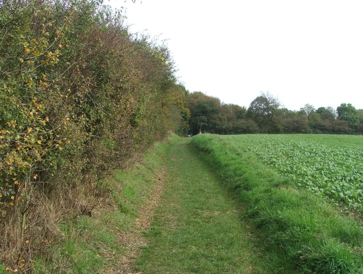 Blick auf die Egge Wanderweg entlang einer grünen Wiese, flankiert von Bäumen und Sträuchern am Waldrand.