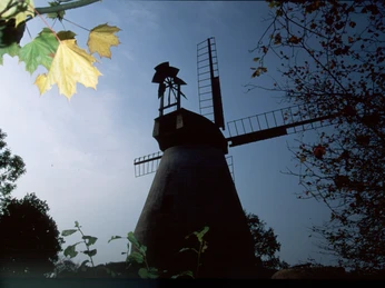 Eine alte, runde Windmühle mit Flügeln und schiefergedecktem Dach, umgeben von Bäumen in herbstlicher Stimmung.