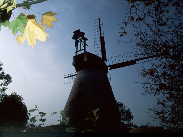 Eine alte, runde Windmühle mit Flügeln und schiefergedecktem Dach, umgeben von Bäumen in herbstlicher Stimmung.