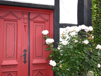 Rote Holztür eines Fachwerkhauses, umgeben von blühenden weißen Rosen an der Hauswand.