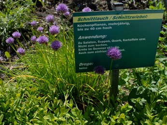 Kräutergarten Webermuseum Kräutergarten mit Schnittlauch im Webermuseum.