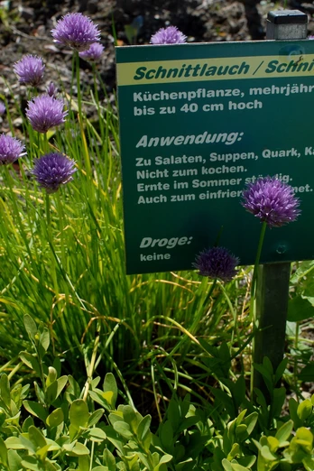 Kräutergarten Webermuseum Kräutergarten mit Schnittlauch im Webermuseum.