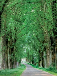 Allee in Reelsen Bad Driburg.