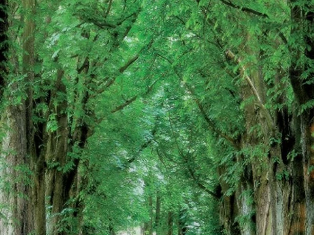 Allee in Reelsen Bad Driburg.