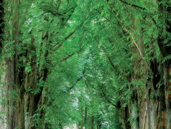 Allee im Bad Driburger Ortsteil Reelsen Allee in Reelsen Bad Driburg.