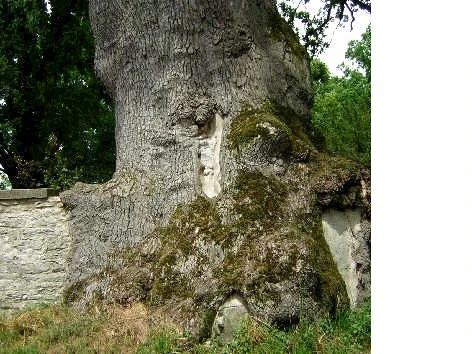 1000- jährige Eiche Jahrhundertealte Eiche mit mächtigem Stamm und dichter Moosbedeckung am Waldrand.
