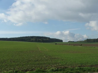 Breites Feld Weitläufiges grünes Feld unter bewölktem Himmel mit einem Wald am Horizont und Spaziergängern.