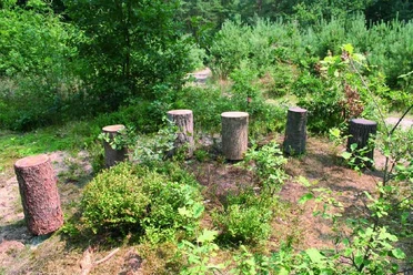 Psst Sechs Baumstümpfe in einem Kreis auf einer Waldlichtung, umgeben von grünen Sträuchern.