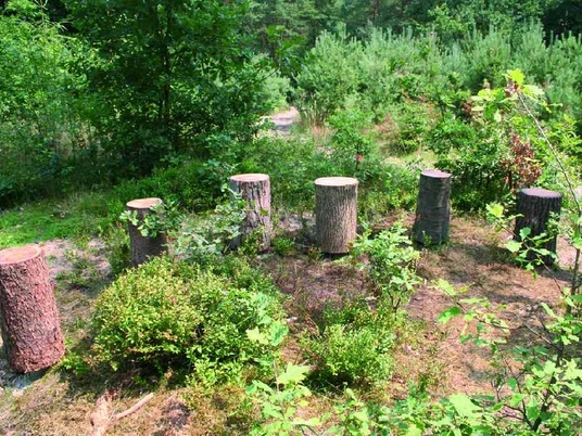 Psst Sechs Baumstümpfe in einem Kreis auf einer Waldlichtung, umgeben von grünen Sträuchern.