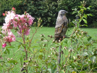 Eine Falkenskulptur aus Stein sitzt zwischen blühenden Rosen im Grünen.