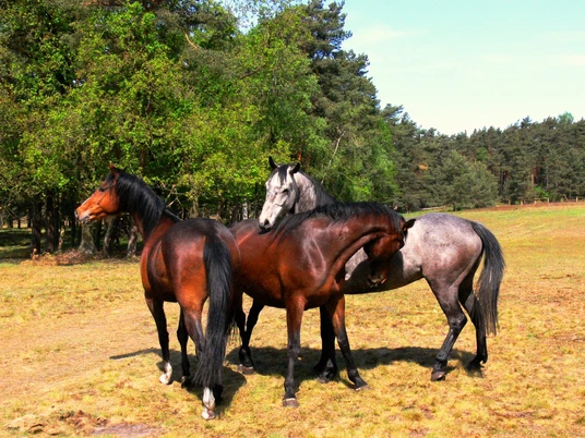 Senner Pferde in der Moosheide Drei Pferde stehen auf einer Wiese inmitten einer bewaldeten Landschaft unter blauem Himmel.