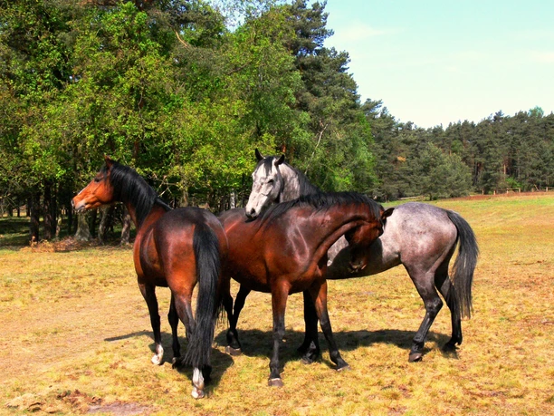 Senner Pferde in der Moosheide Drei Pferde stehen auf einer Wiese inmitten einer bewaldeten Landschaft unter blauem Himmel.