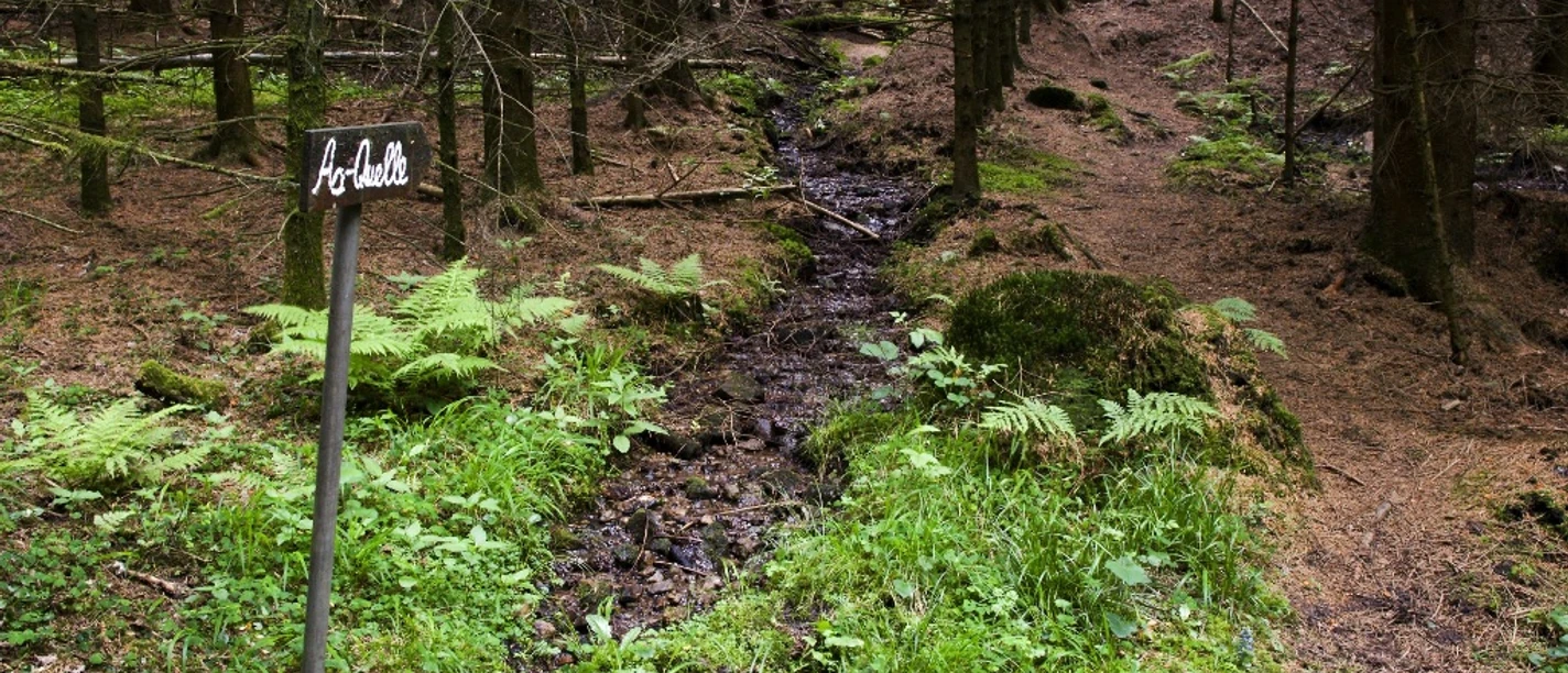 Aa-Quelle Die Aa-Quelle im Wald.
