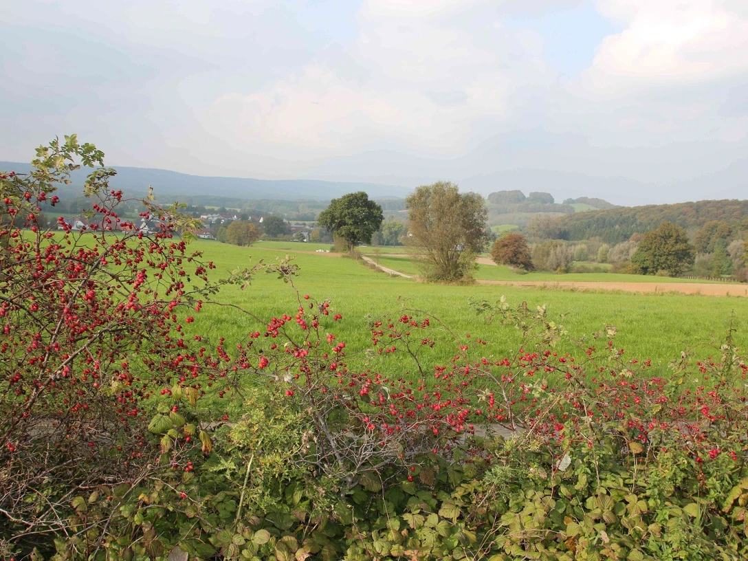 Hagebuttenland in Erpentrup.