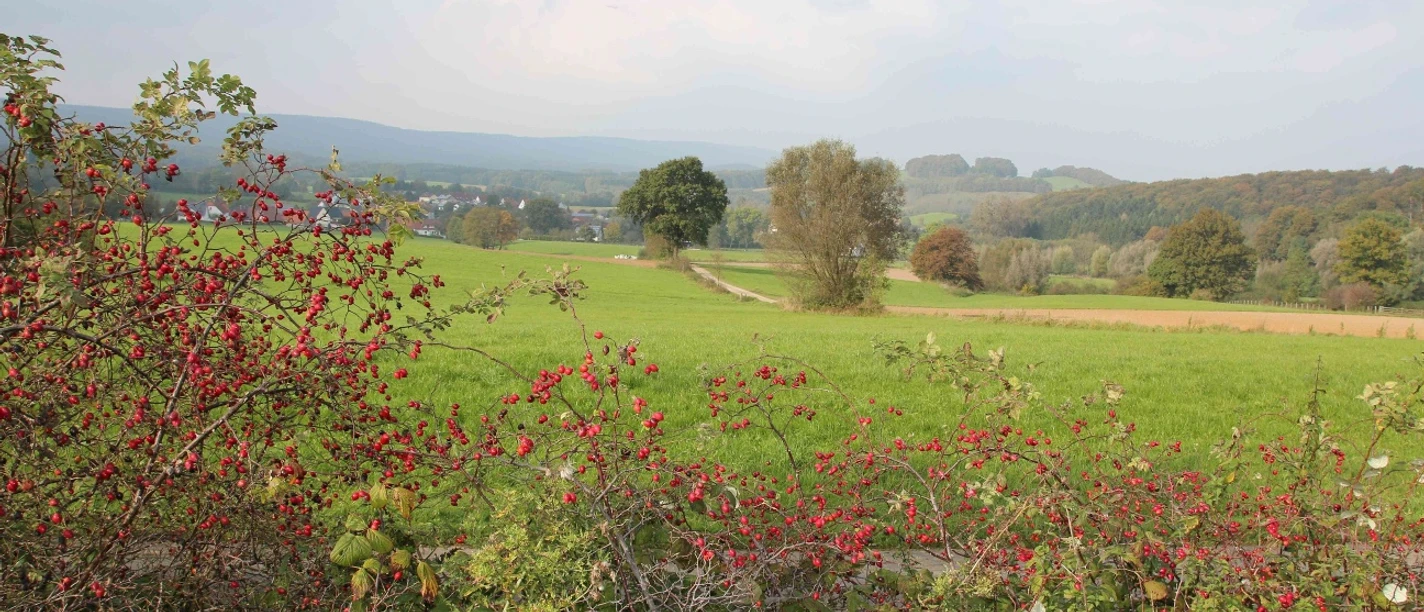 Hagebuttenland in Erpentrup.