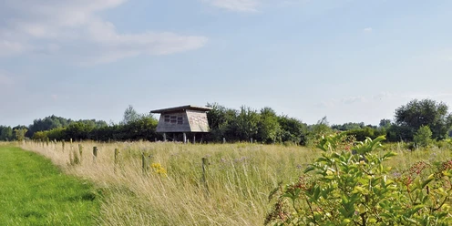 Barrierefreie Beobachtungshütte Beobachtungshütte auf einer Wiese, umgeben von Sträuchern, bietet Naturbeobachtungsmöglichkeit.