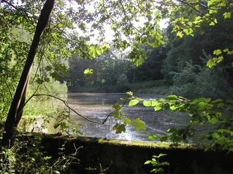Fischteiche in Altenberg Lichtdurchfluteter Waldsee mit umgebender Vegetation im Vordergrund und dichter Wald im Hintergrund.