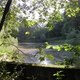 Fischteiche in Altenberg Lichtdurchfluteter Waldsee mit umgebender Vegetation im Vordergrund und dichter Wald im Hintergrund.
