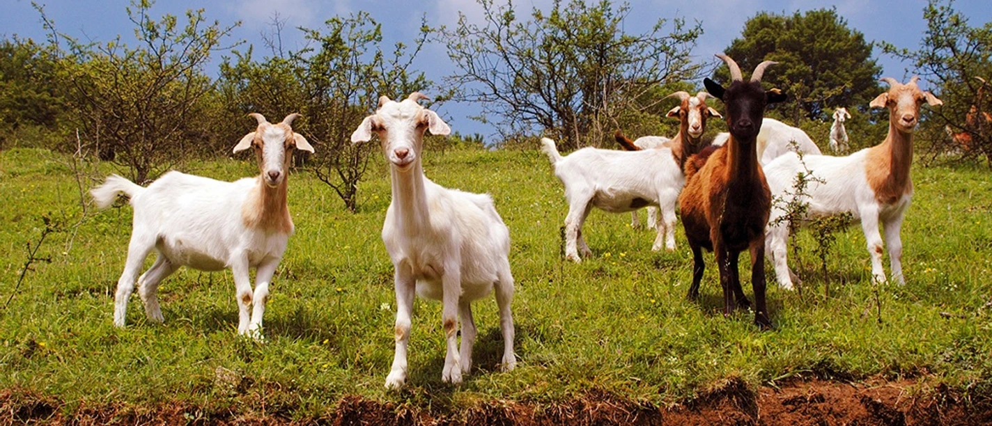 Ziegen grasen auf einer grünen Weide am Jakobsberg, umgeben von Büschen und Baumgruppen.