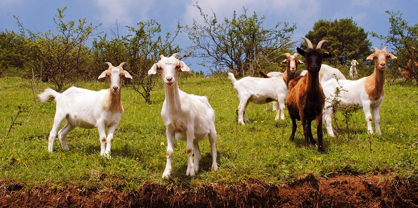 Ziegenweide am Jakobsberg Ziegen grasen auf einer grünen Weide am Jakobsberg, umgeben von Büschen und Baumgruppen.