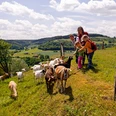 Eine Gruppe von Besuchern füttert freundlich Ziegen auf einer grünen Wiese mit sanfter Hanglage.
