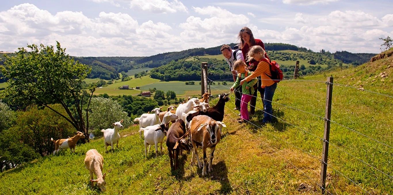 Eine Gruppe von Besuchern füttert freundlich Ziegen auf einer grünen Wiese mit sanfter Hanglage.