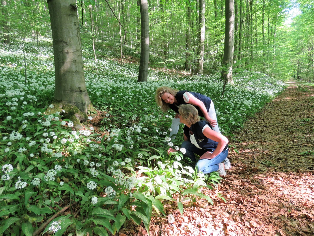 Zwei Frauen betrachten blühenden Bärlauch auf einem Waldweg im Naturerbe-Wald bei Altenbeken.