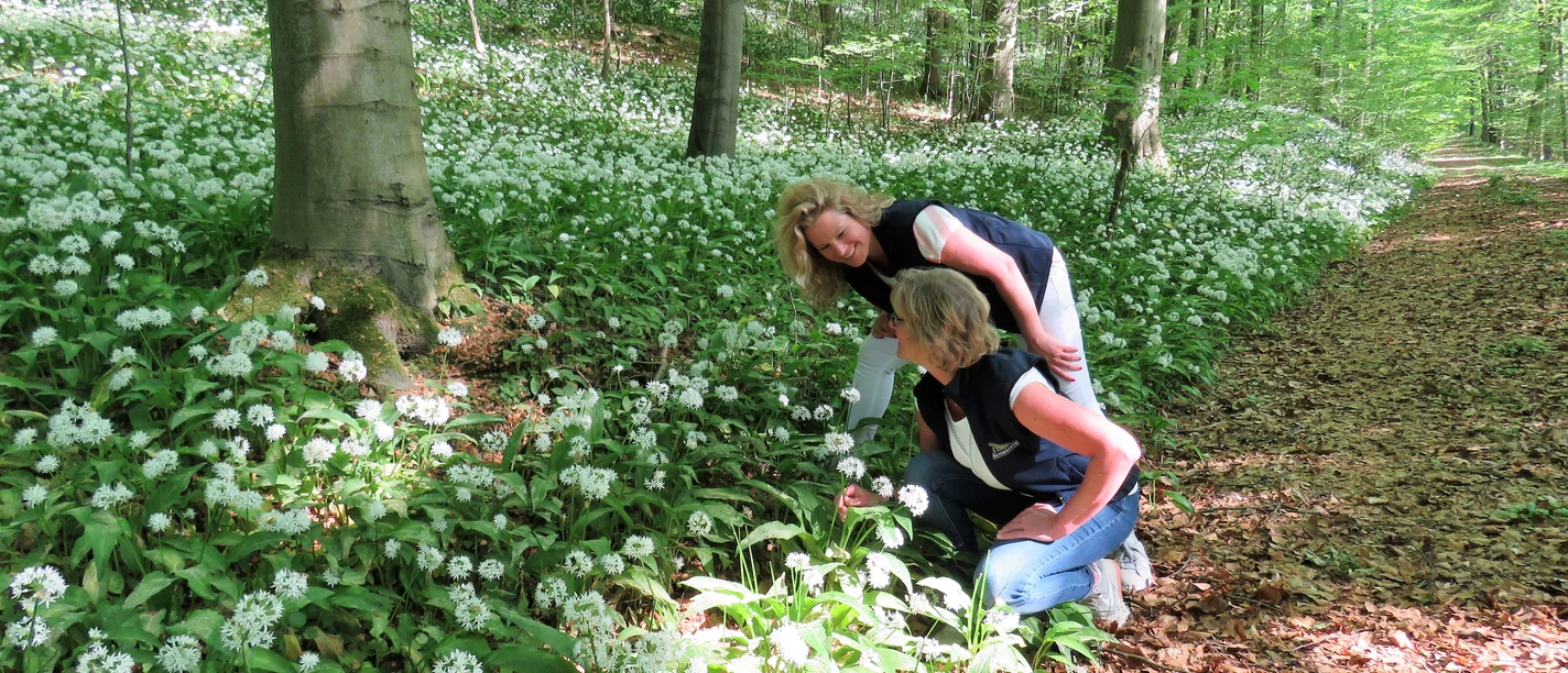 Zwei Frauen betrachten blühenden Bärlauch auf einem Waldweg im Naturerbe-Wald bei Altenbeken.
