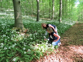 Bärlauchblüte im Naturerbe-Wald bei Altenbeken Zwei Frauen betrachten blühenden Bärlauch auf einem Waldweg im Naturerbe-Wald bei Altenbeken.