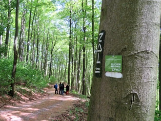 Im Bild wandern Menschen auf einem Waldweg durch dichten Laubwald mit Beschilderung am Baum.