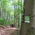 Im Bild wandern Menschen auf einem Waldweg durch dichten Laubwald mit Beschilderung am Baum.