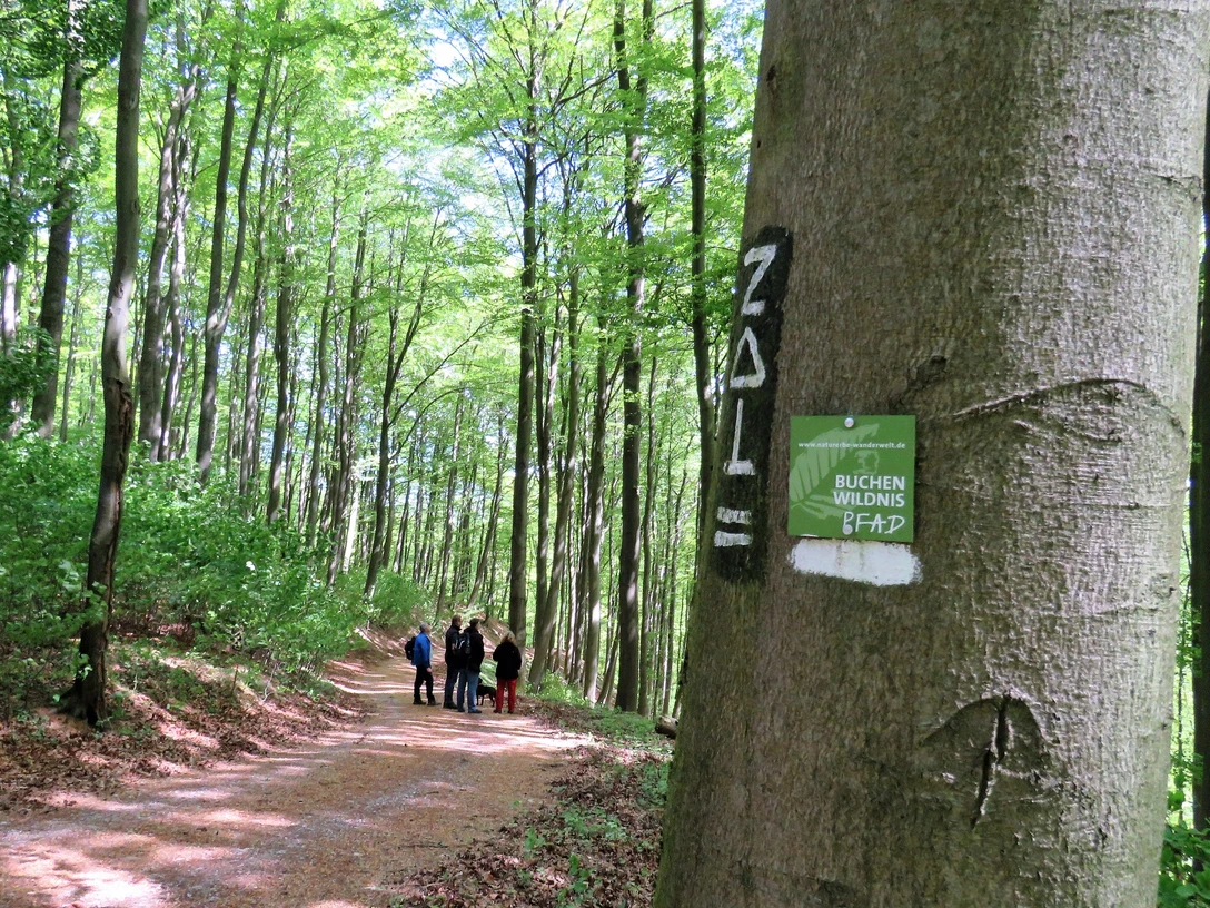Unterwegs im Naturerbe-Wald | Naturwaldzelle Rosenberg Im Bild wandern Menschen auf einem Waldweg durch dichten Laubwald mit Beschilderung am Baum.