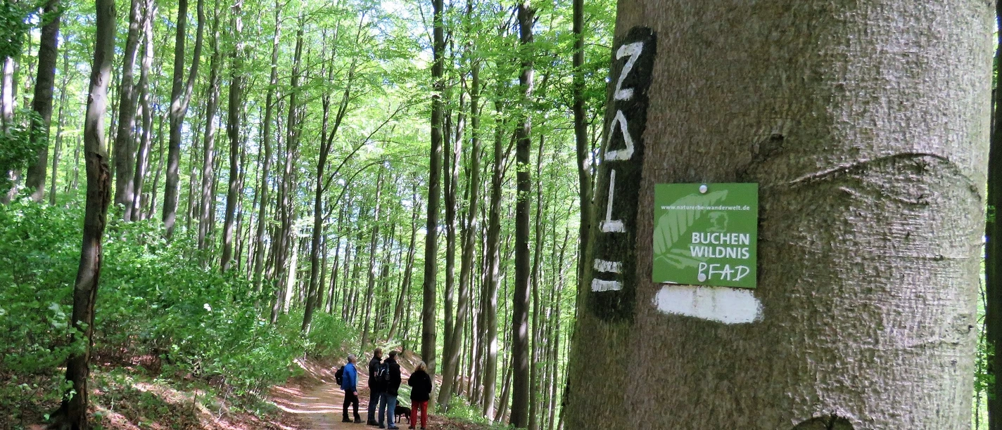 Unterwegs im Naturerbe-Wald | Naturwaldzelle Rosenberg Im Bild wandern Menschen auf einem Waldweg durch dichten Laubwald mit Beschilderung am Baum.