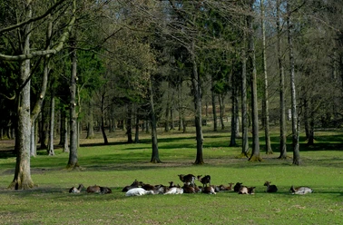 Ziegenherde ruht im Schatten hoher Bäume auf einer grünen Wiese, umgeben von dichtem Wald.