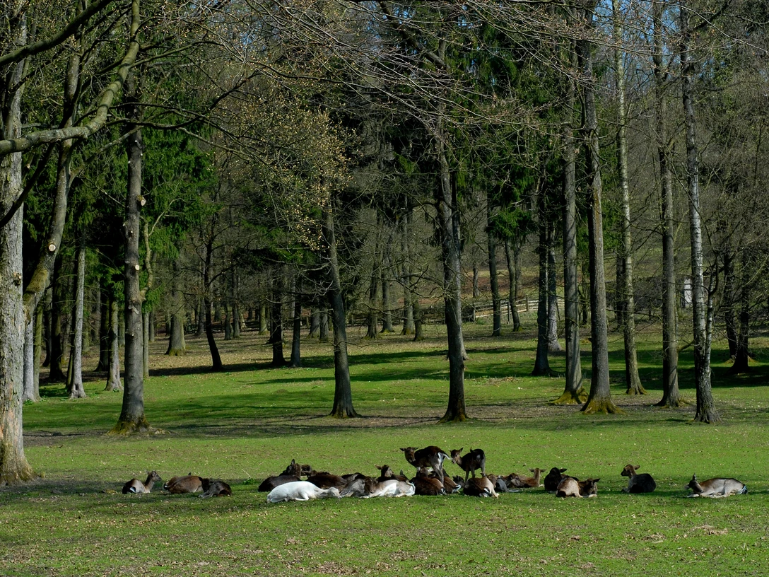 Ziegenherde ruht im Schatten hoher Bäume auf einer grünen Wiese, umgeben von dichtem Wald.