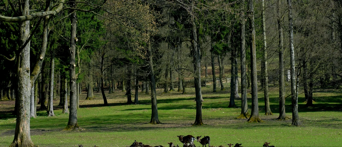 Ziegenherde ruht im Schatten hoher Bäume auf einer grünen Wiese, umgeben von dichtem Wald.